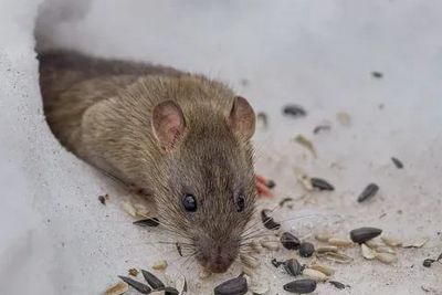 Дератизация &#8211; уничтожение мышей и крыс Фрязино