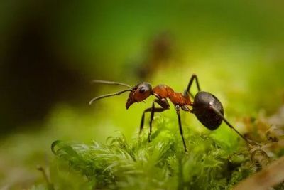 Уничтожение муравьев Фрязино